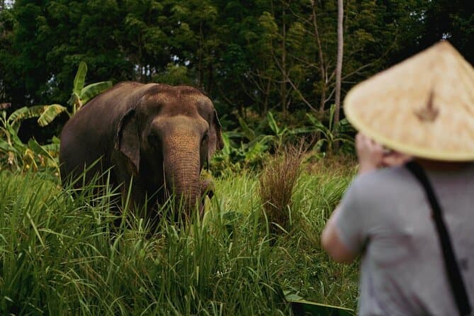 Ethical Koh Samui Elephant Care & Sanctuary Experience