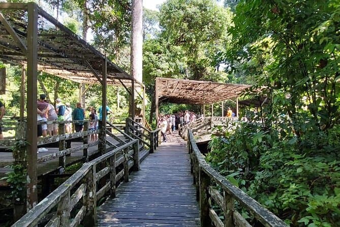 Sepilok Orangutan Tour