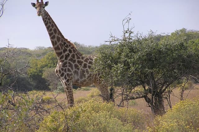 Full-Day Safari in Maputo National Park
