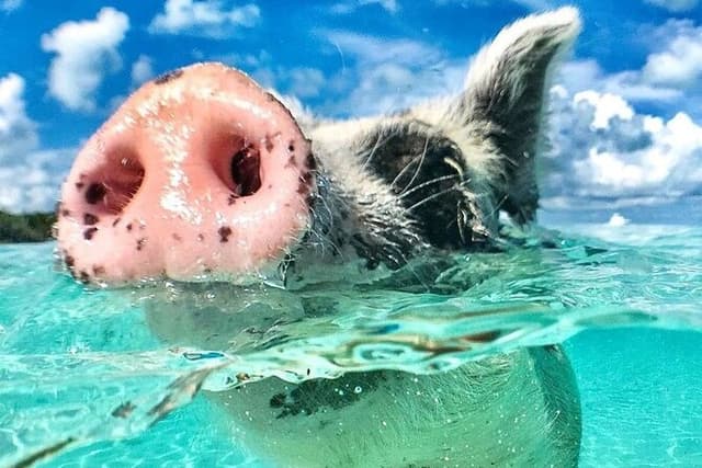 3 Islands Tour, Swim with Pigs, Turtles, Snorkelling & lunch