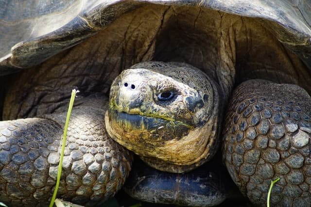 Galapagos Hoping Islands: 7 days, experience 4 islands