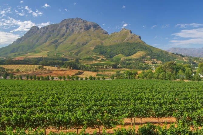 Ultimate Cape Town Winelands Wine Tasting Experience