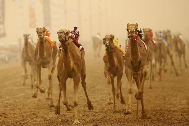 Doha, Qatar: Came Racing Track, Oryx & Sheikh Faisal Museum Tour.