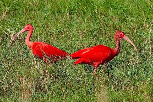 Caroni Swamp Sunset Wildlife Experience