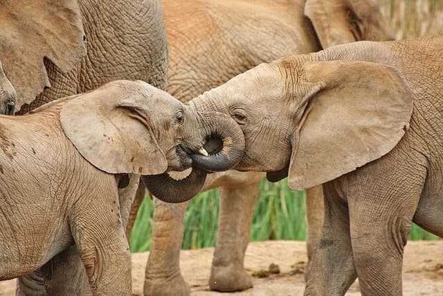 Day Tour in Addo Elephant Park