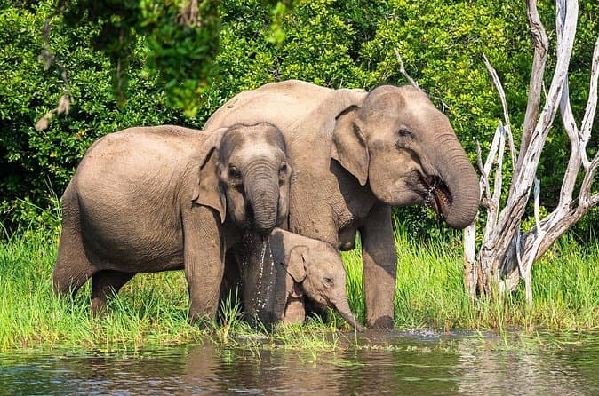Wasgamuwa National Park Safari Travel Guide