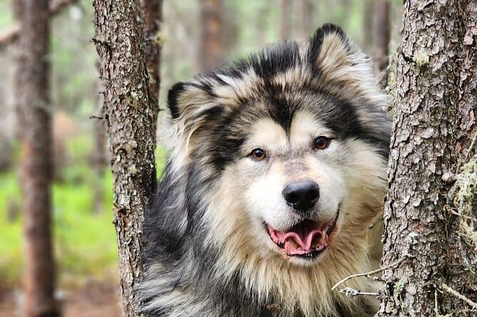 Dog Sledding Fairbanks: Alaska Winter Adventure