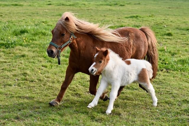 Half Day Private Tour with Puffins, Ponies and Past Shetland
