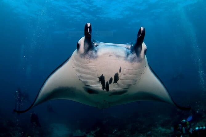 Unforgettable Manta Point Snorkeling Adventures in Ubud