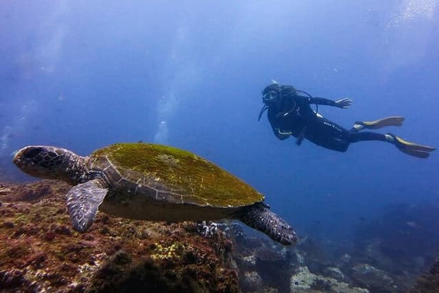 Double Dive to South Solitary Island Coffs Harbour