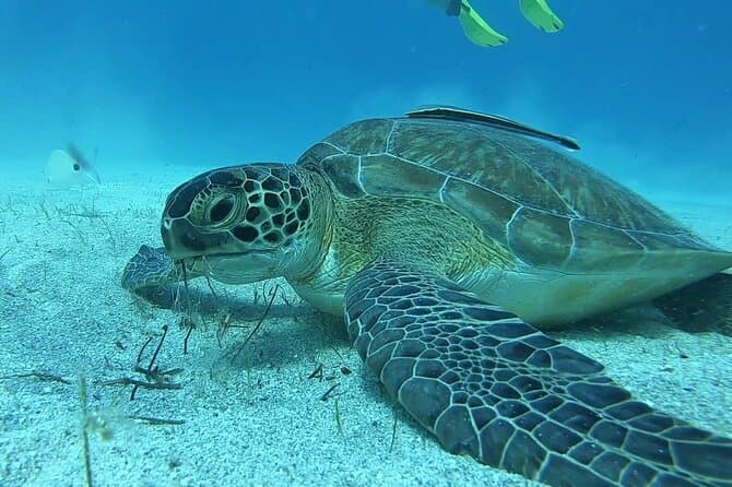 Compare Top Scuba Tours in Limassol