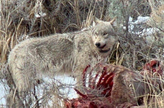 Best Winter Wildlife Tours in Gardiner, MT