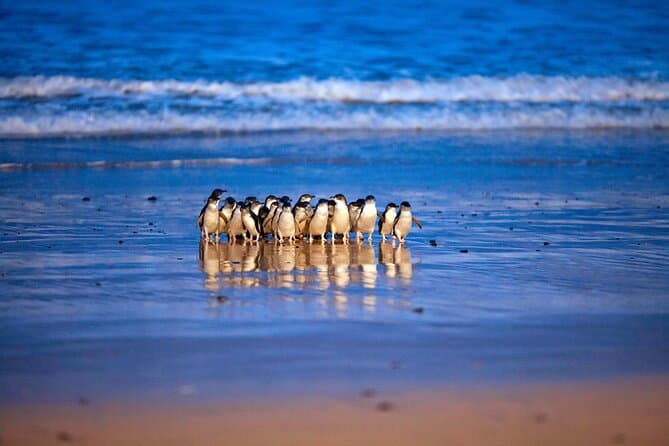 Penguin Parade - Phillip Island