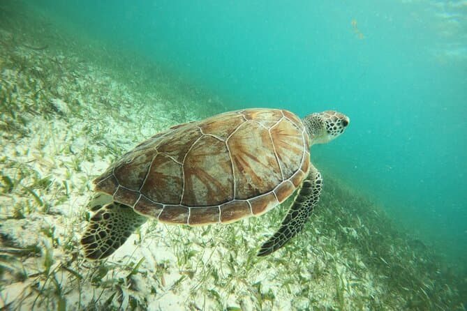 Compare Best Costa Maya Snorkeling Tours