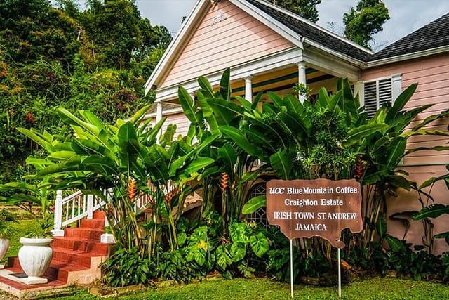 Exotic Blue Mountain Coffee Tour