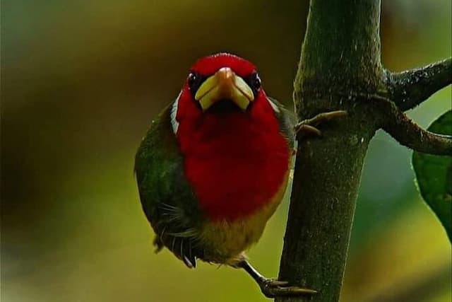 Mindo Birding: 25 + Species for Amateurs & Pros.