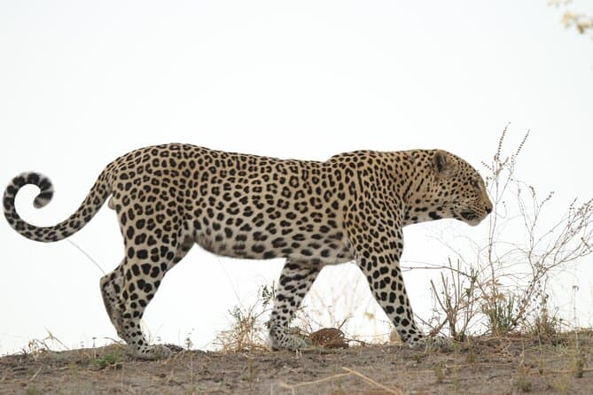 Compare Mokoro & Camping Tours in Maun