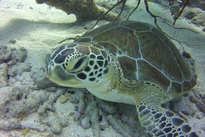 Key Largo Snorkel Tour
