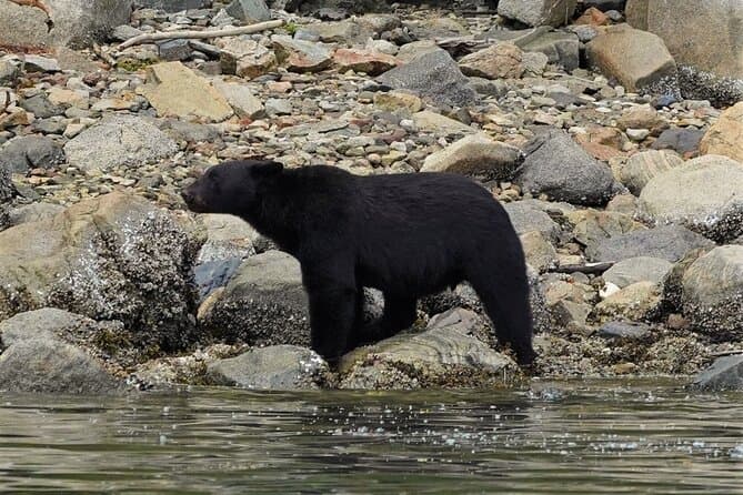 Best Whale Watching Tours in Campbell River, Vancouver Island