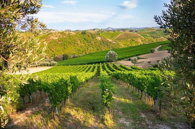 Full-Day Private Algarves Wine Tour Experience from Albufeira