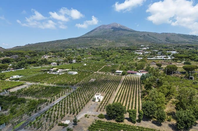 Compare Top Cilento Wine Tours on Ischia