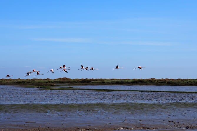 Compare Top Tagus Estuary Bird Tours