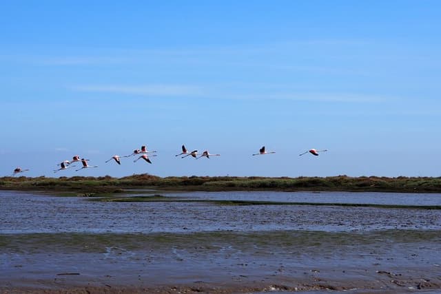 Lisbon : Boat Tour - Bird Observation in the Tejo Nature Reserve