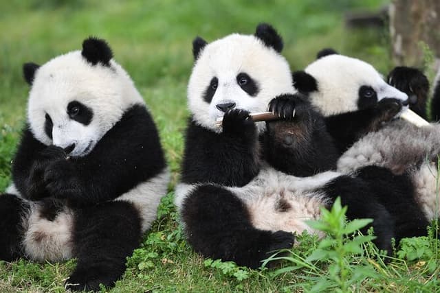 Private Chengdu Day Tour with Giant Pandas and Jinsha Site Museum
