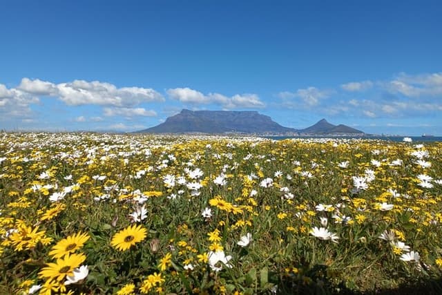 Full Day Private Tour in Cape Town. With free photo shoot.