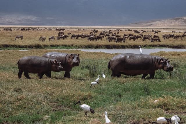 Tanzania WildQuest Safari Custom Private Tour