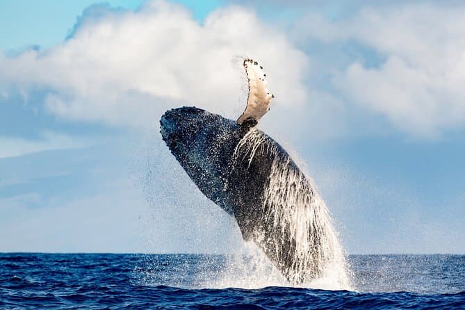 Best Whale Watching Tours in Honolulu & Waikiki