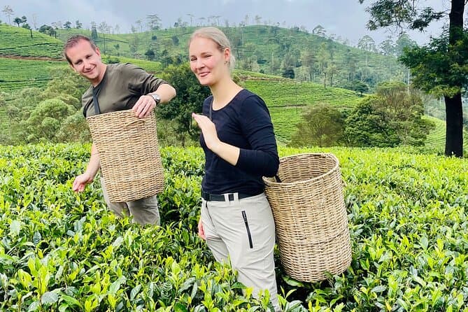 Authentic Ceylon Tea Experiences in Nuwara Eliya