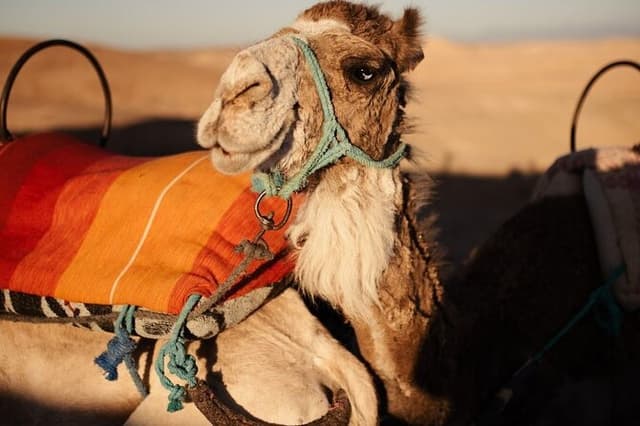 Desierto de Agafay: Quad, Camello, Piscina y Cena con Espectácul