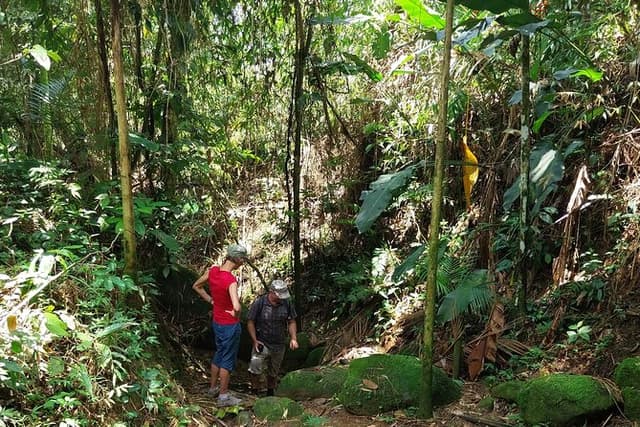 Gold Trail Atlantic Forest Walk