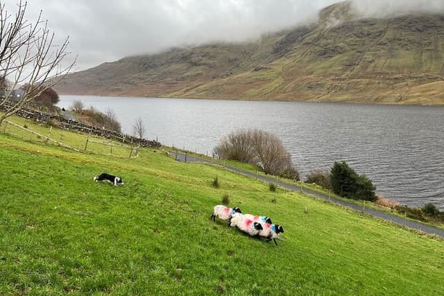 Small Group Kylemore Abbey, Sheepdog Demo & Connemara Tour