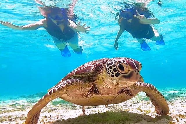 Miyako Island Half-Day Sea Turtle Snorkeling