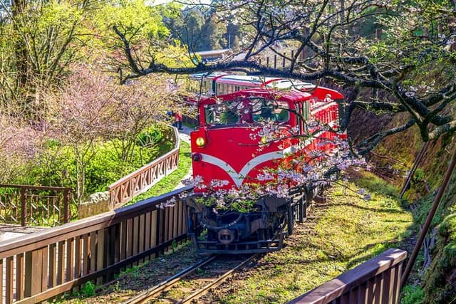 Private Tour Alishan Culture and Ecology from Kaohsiung