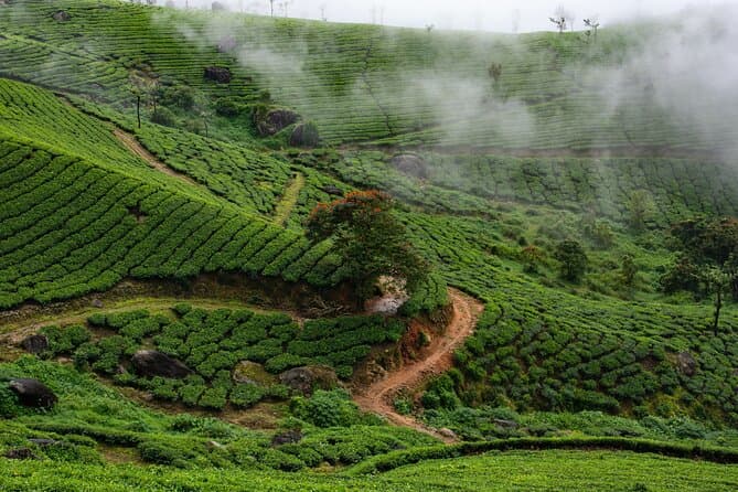 Best Munnar Day Trip from Kochi: Tea Gardens & Hills