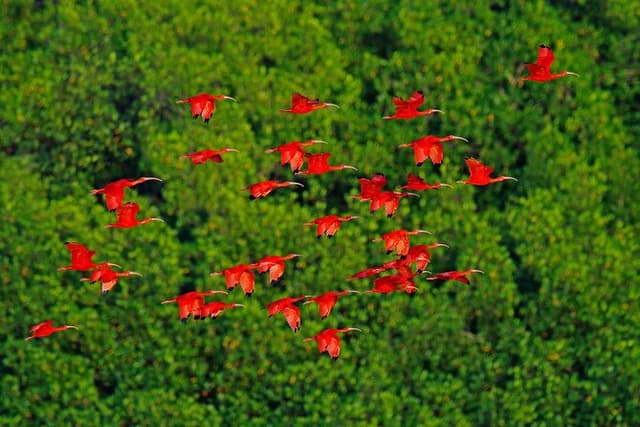 Half-Day Private Tour in Trinidad and Tobago