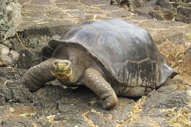 Private Tour Matura Turtle Watching