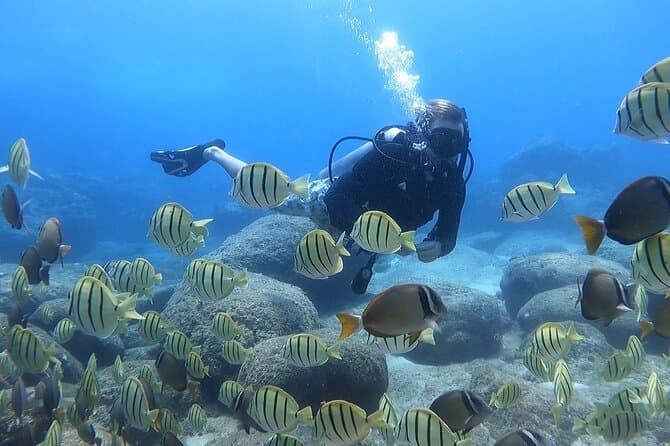 Compare Top Oahu Scuba Dive Tours
