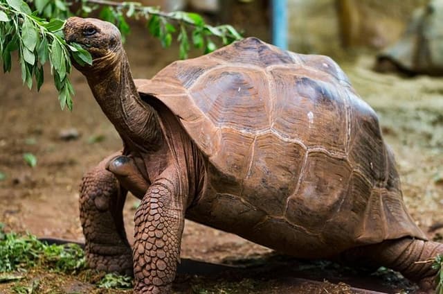 Giant Tortoises Private Tour of Galapagos Frontier Reserve
