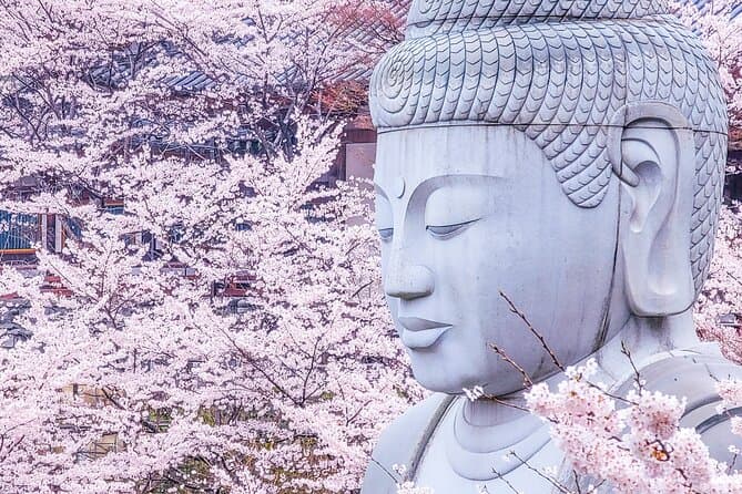 Best Kyoto Sakura Tours from Osaka