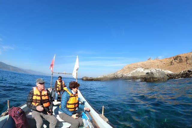 Private boat trip to see penguins from Valparaíso Cachagua Island