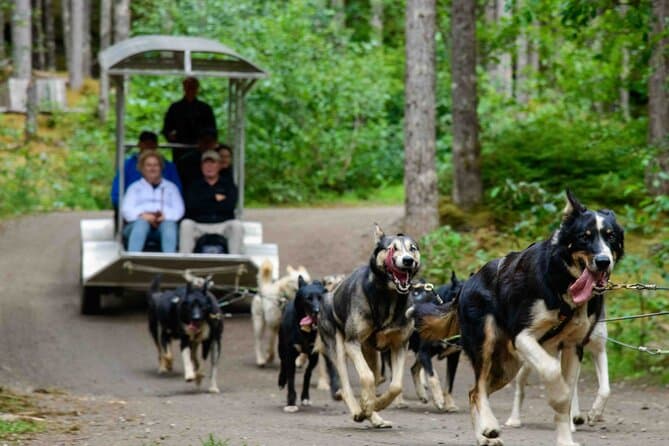 Best Dog Sledding Tours at Musher's Camp
