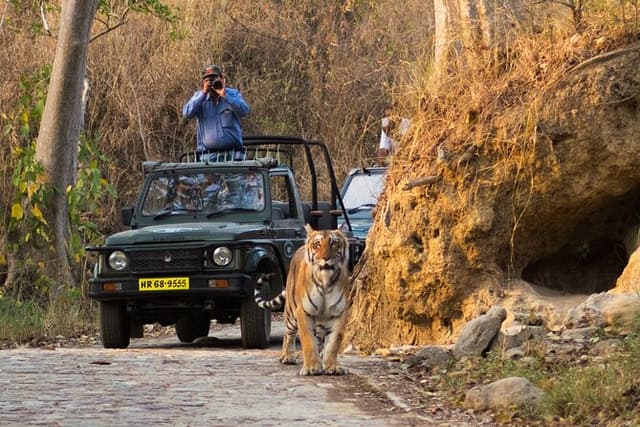 Experience Jungle Nights: Stay in Jim Corbett National Park's FRH
