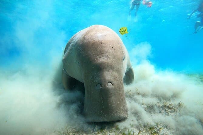 Unforgettable Red Sea Snorkeling Adventures in Marsa Alam