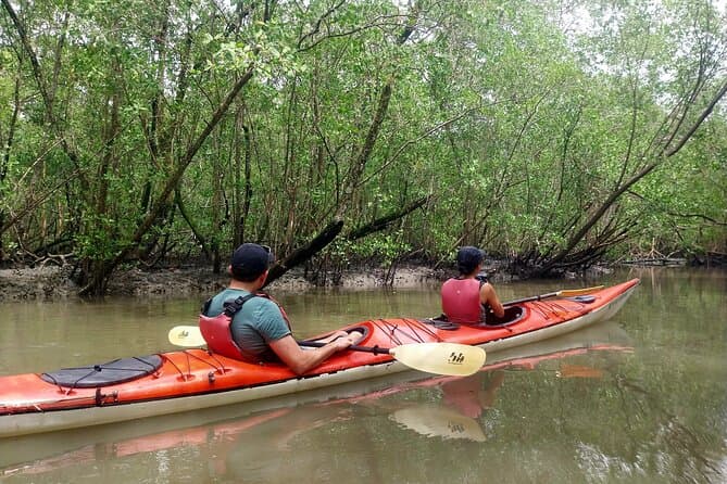 Explore Paraty Mangroves by Kayak