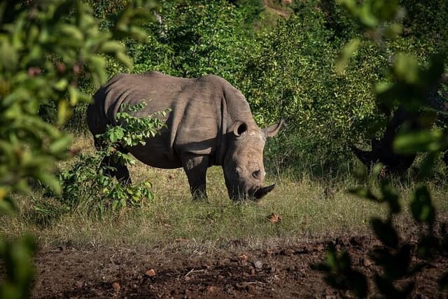 Rhino Walk