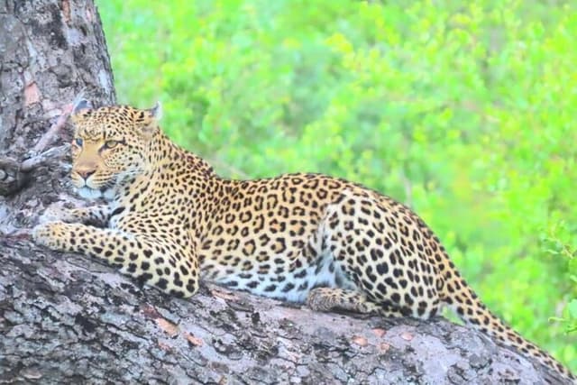 Sabi Sand Sunset Safari